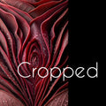 THE CRIMSON ORIGIN